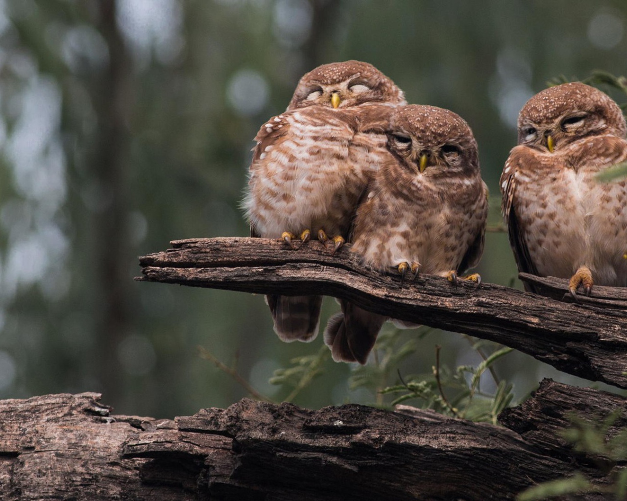 Три совы на старом дереве