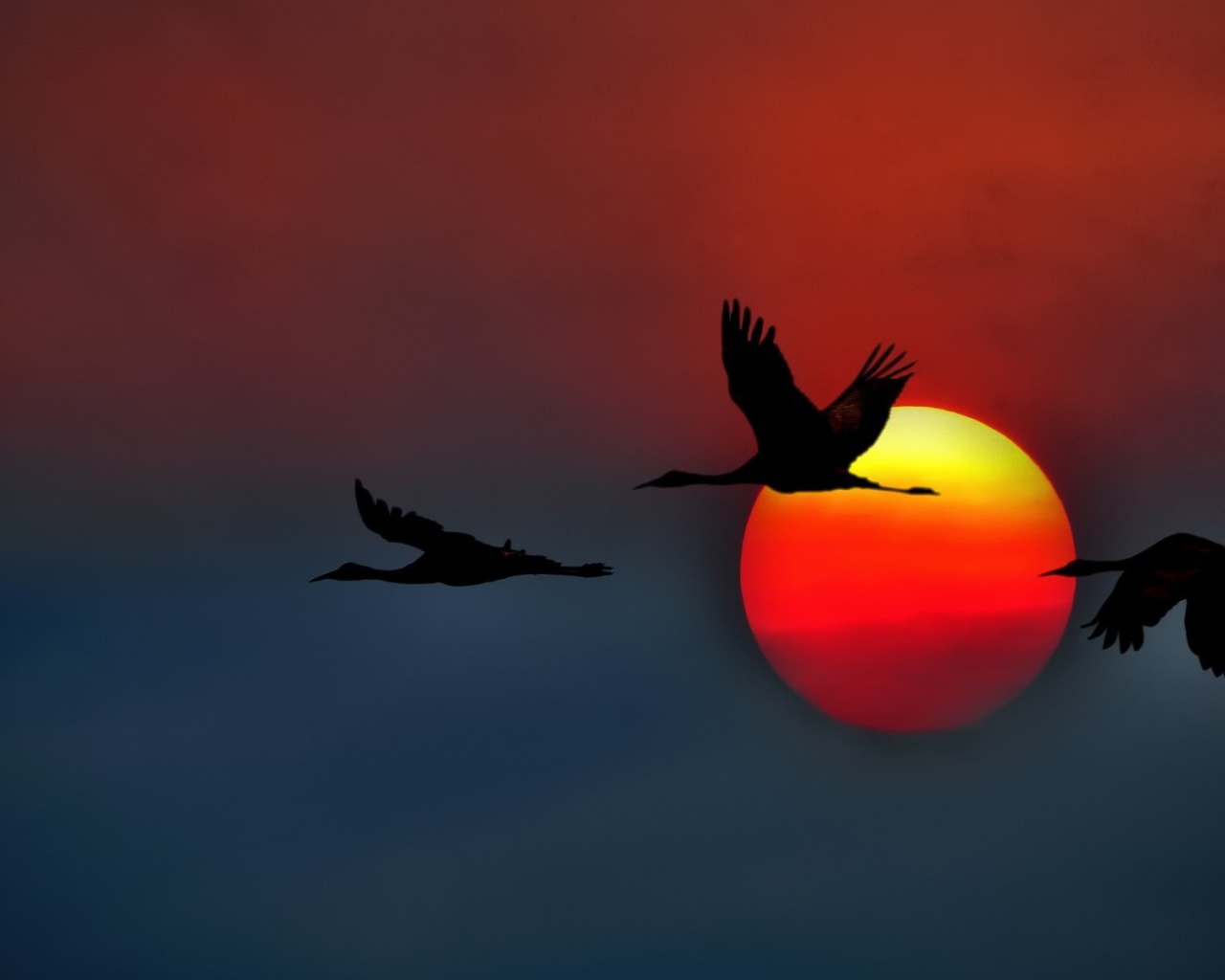 Три лебедя на фоне красного солнца