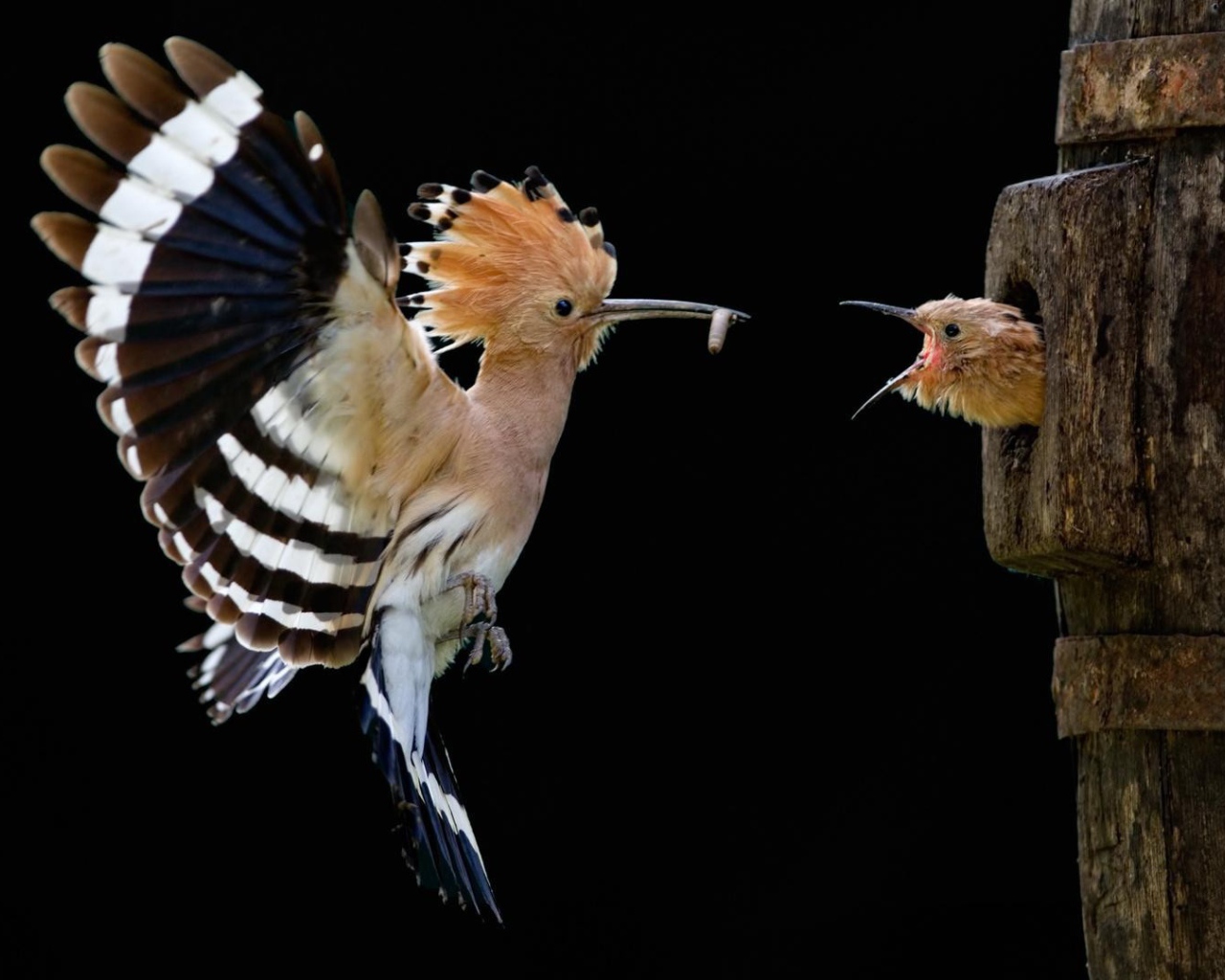 Дрозд кормит своего птенца