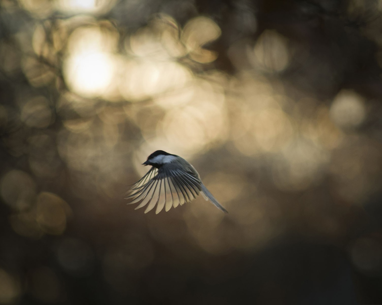 Синица во время полета