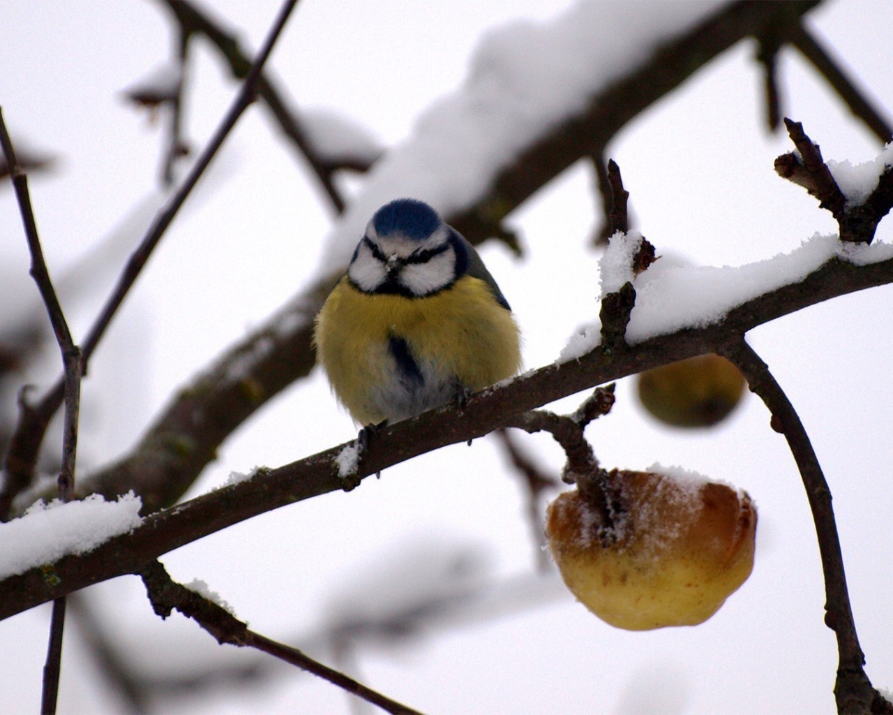 Синица в зимнем саду