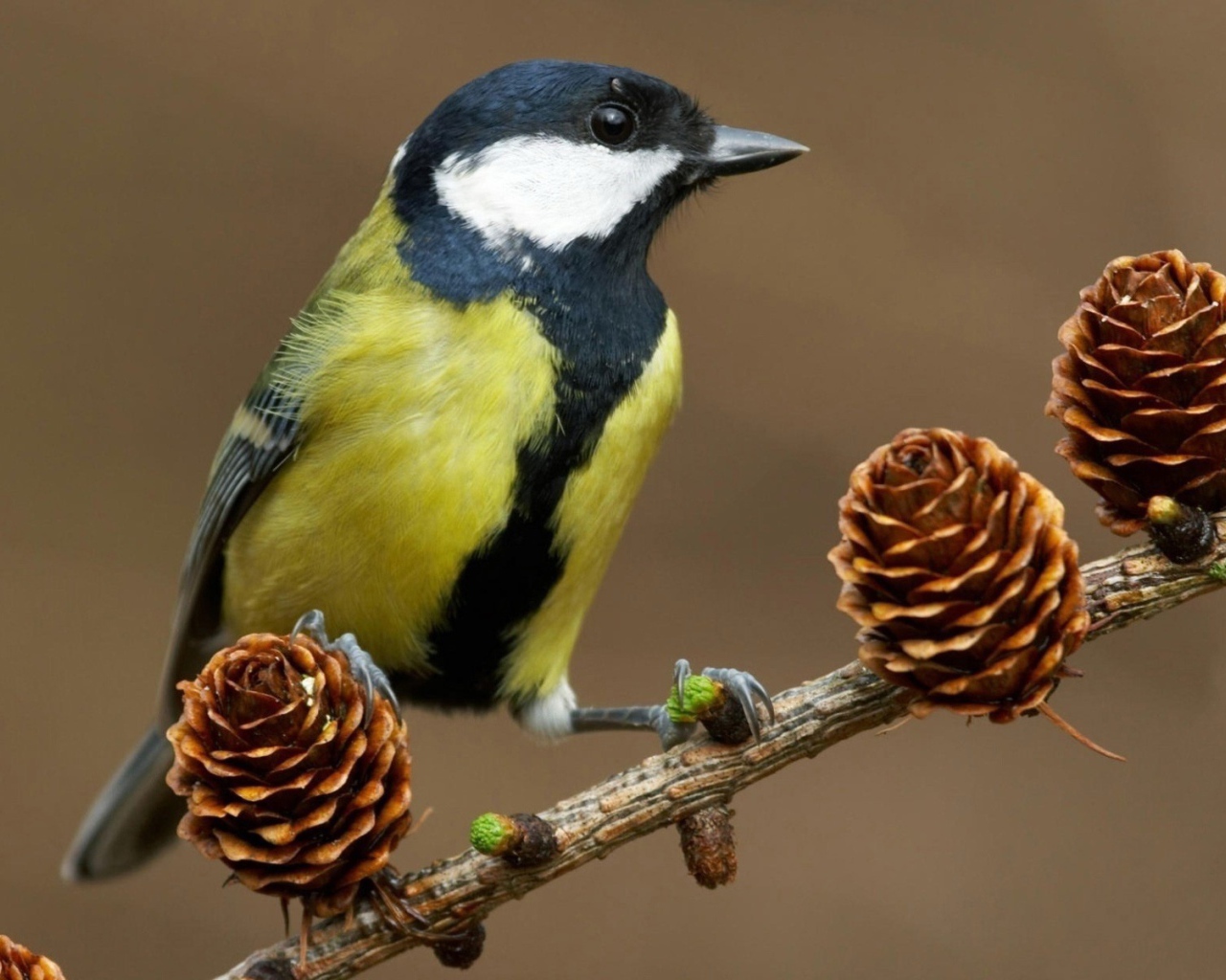 Синица на ветке с шишками