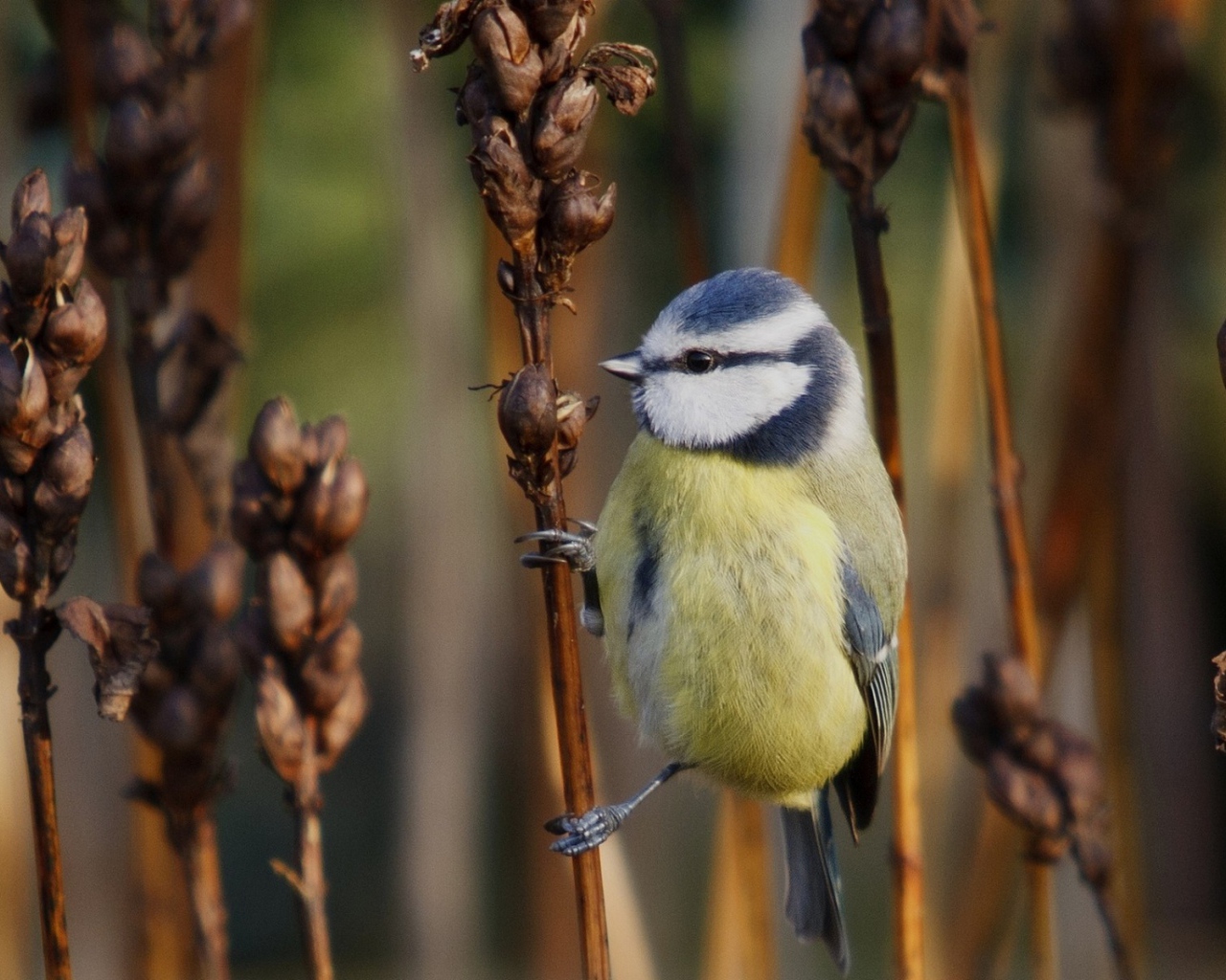 Синица на сухом колоске сорняка
