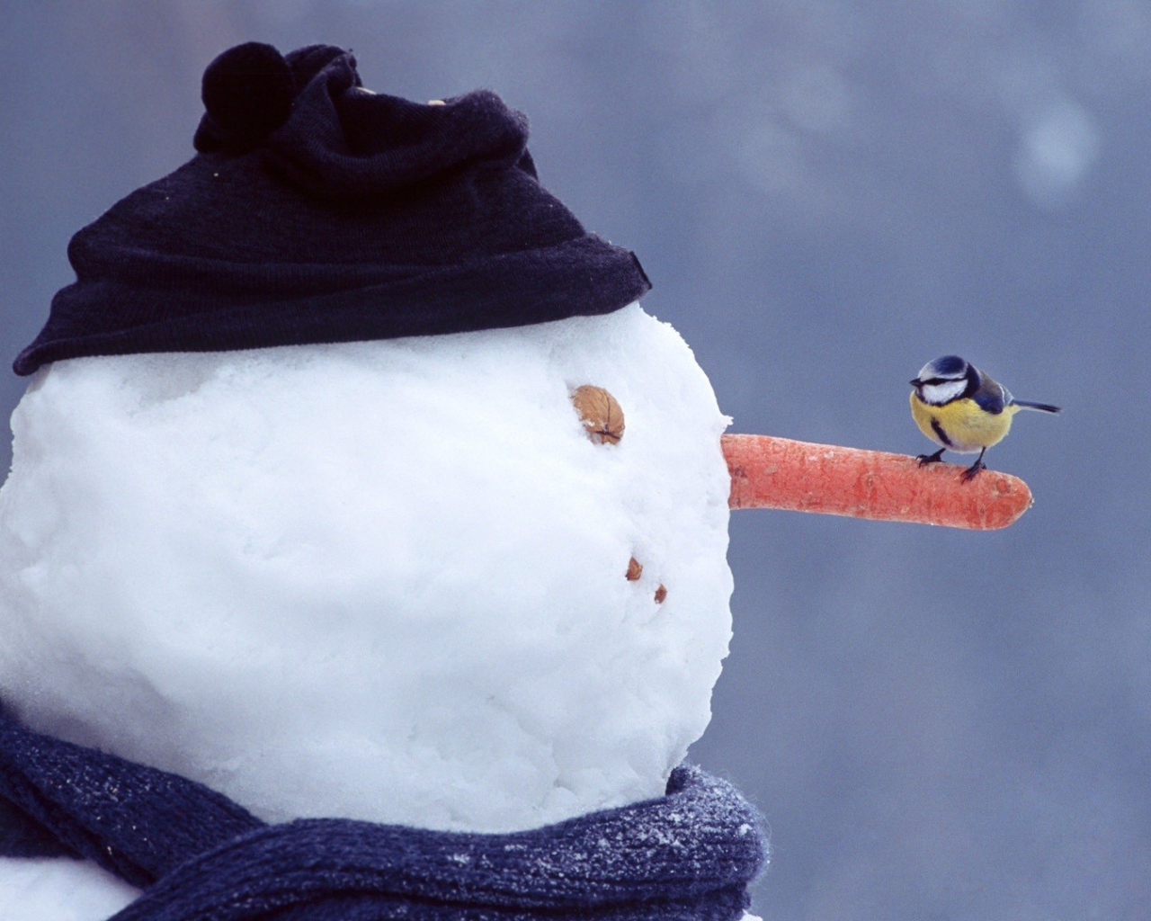 Синица на носу снеговика