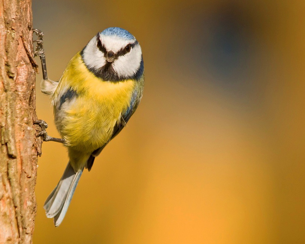 Синица ухватилась лапками за кору