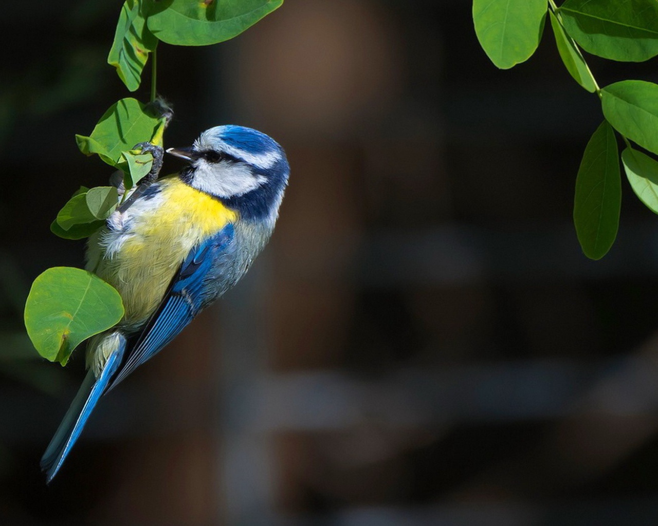 Синица сидит на зеленых листьях