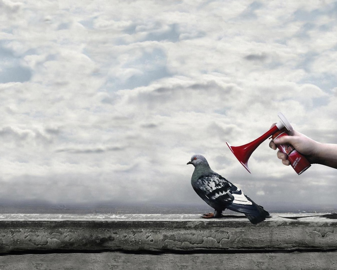 Гудок у уха городского голубя