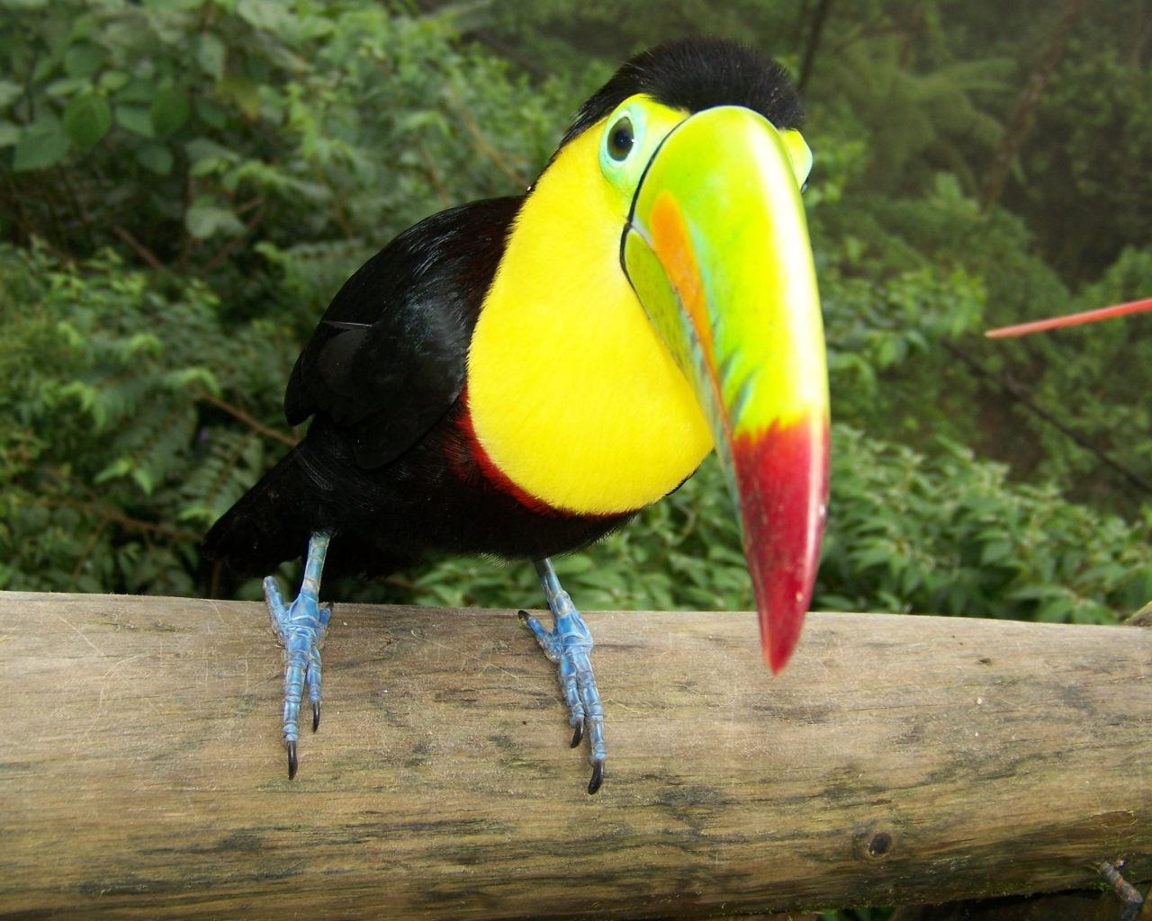 Тукан на стволе дерева