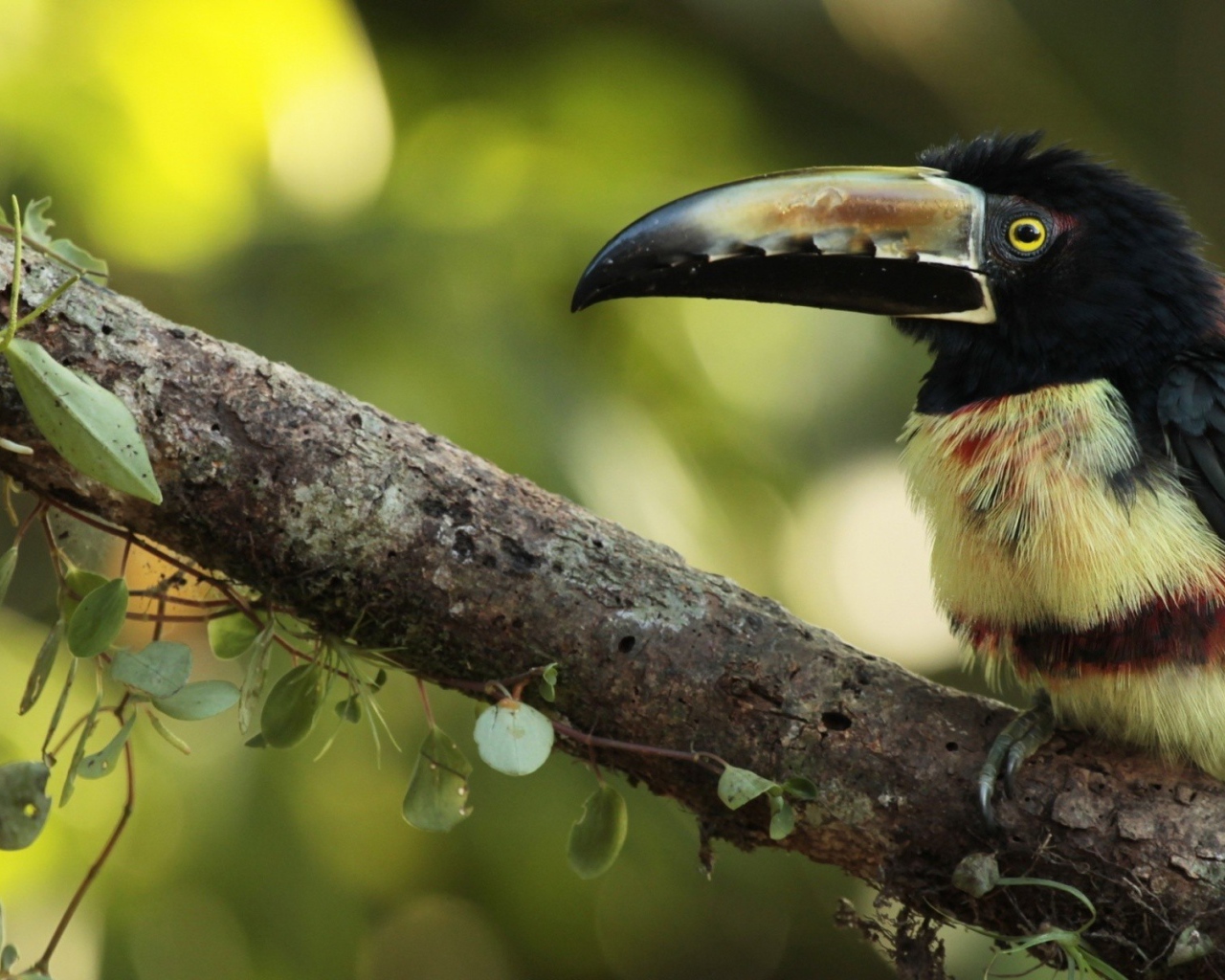 Тропическая птица с большим клювом