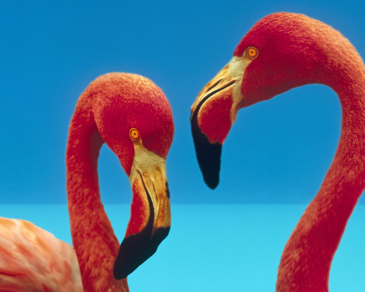 Две птицы фламинго
