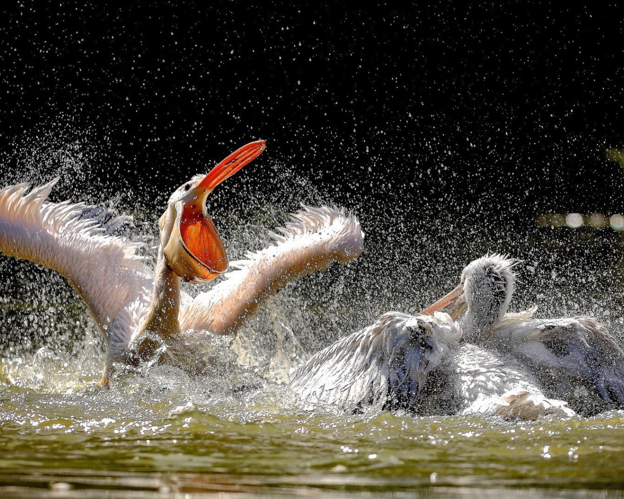 Две птицы резвятся в воде