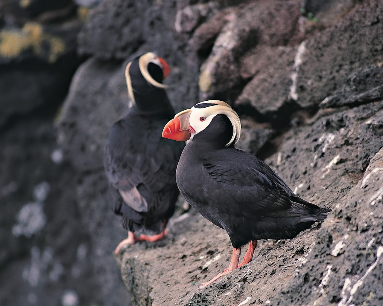 Два тупика на скале