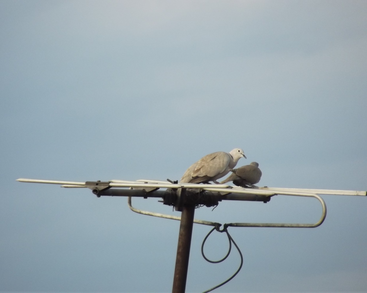 Два голубя на телевизионной антенне