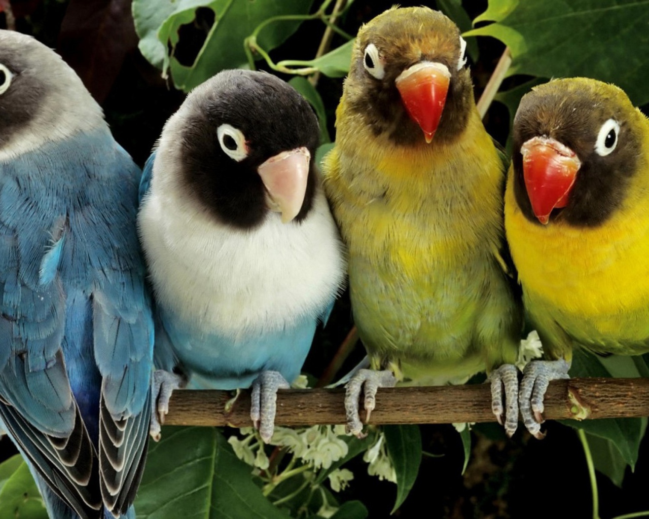 Две пары попугаев