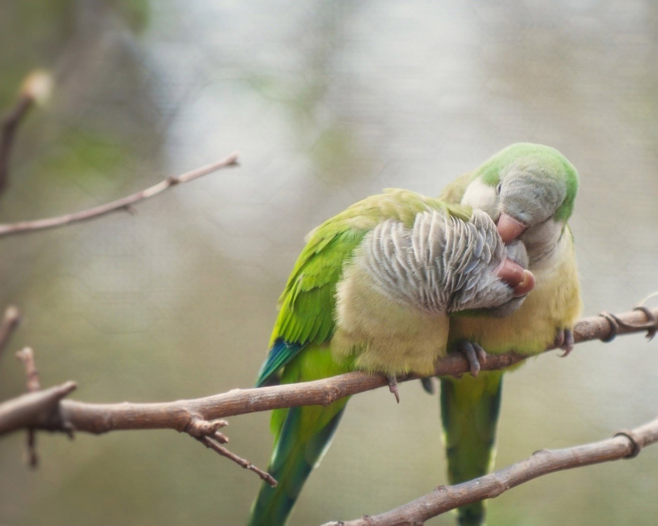 Два попугая чистят друг другу перья