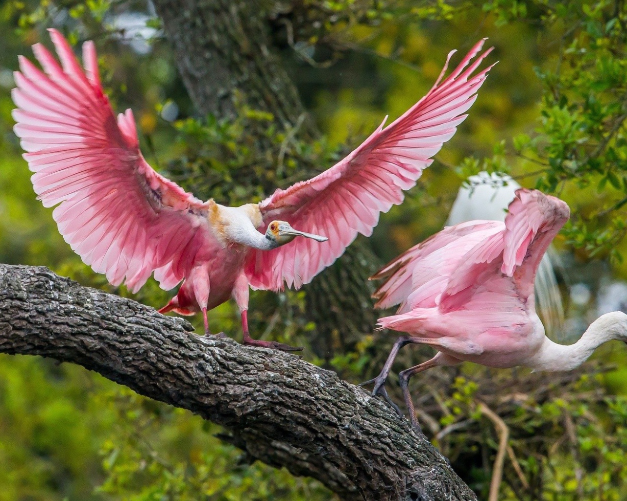 Две розовые птицы на дереве