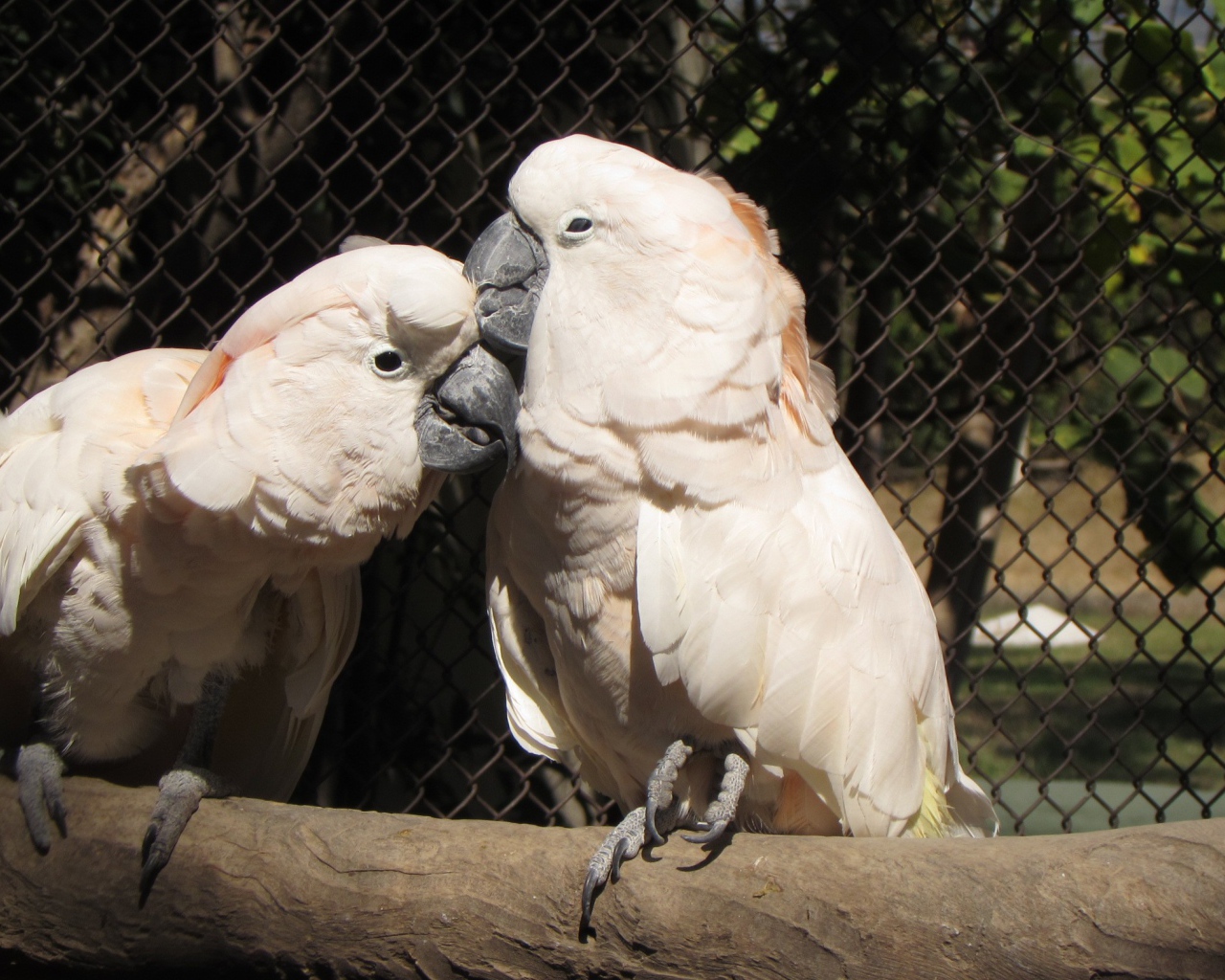 Два розовых попугая в клетке