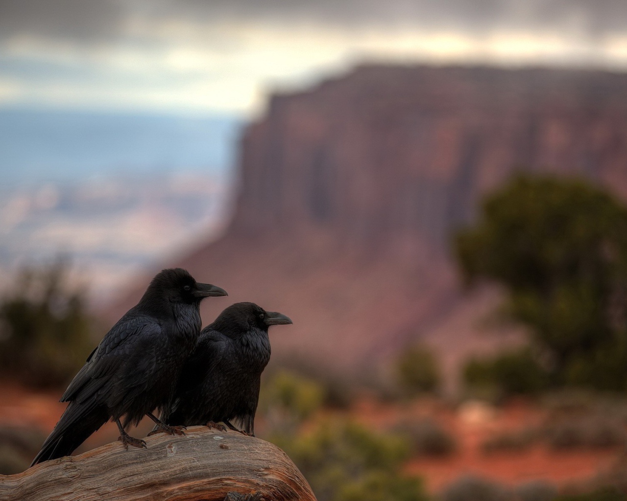 Два ворона в каньоне