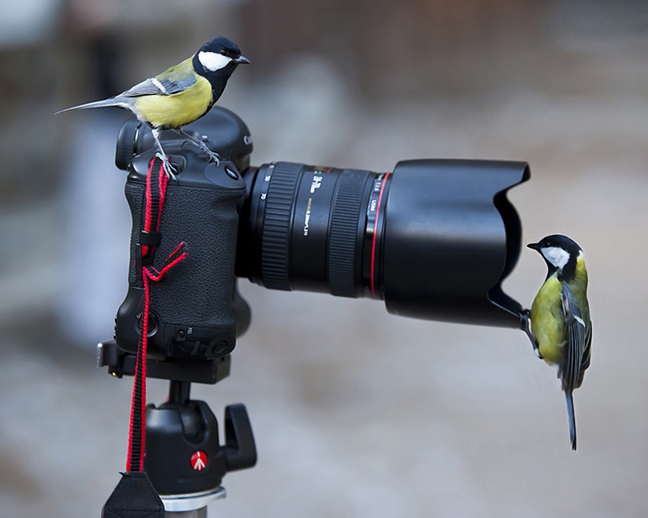 Две синицы на фотоаппарате