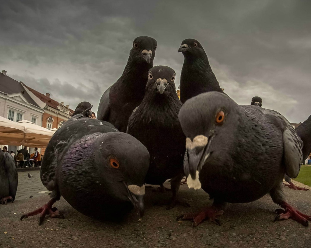Городские голуби ищут пропитание