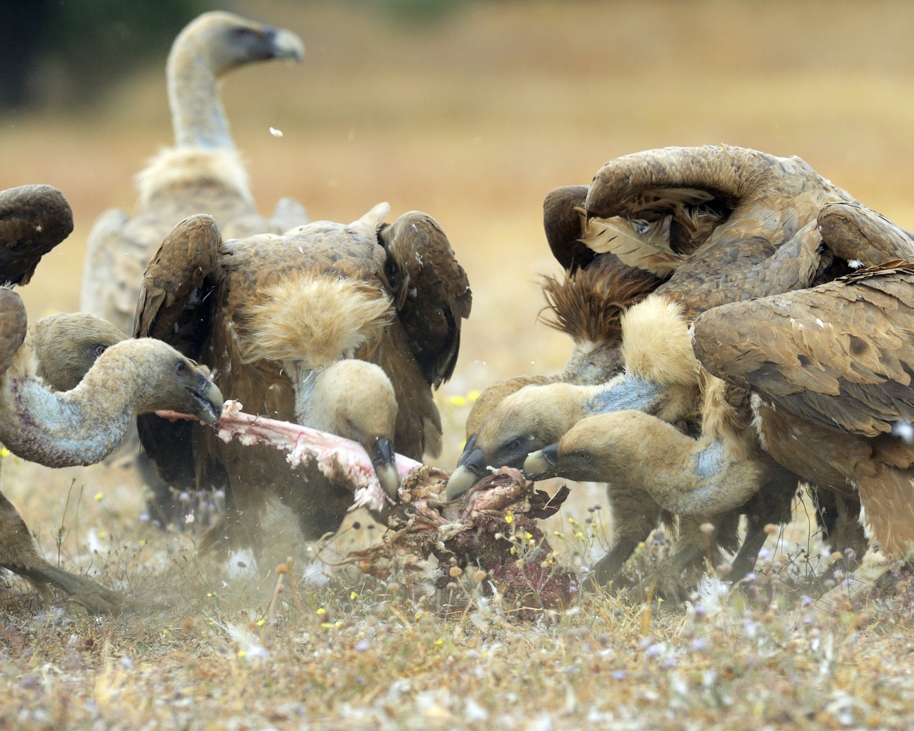 Стервятники нашли добычу