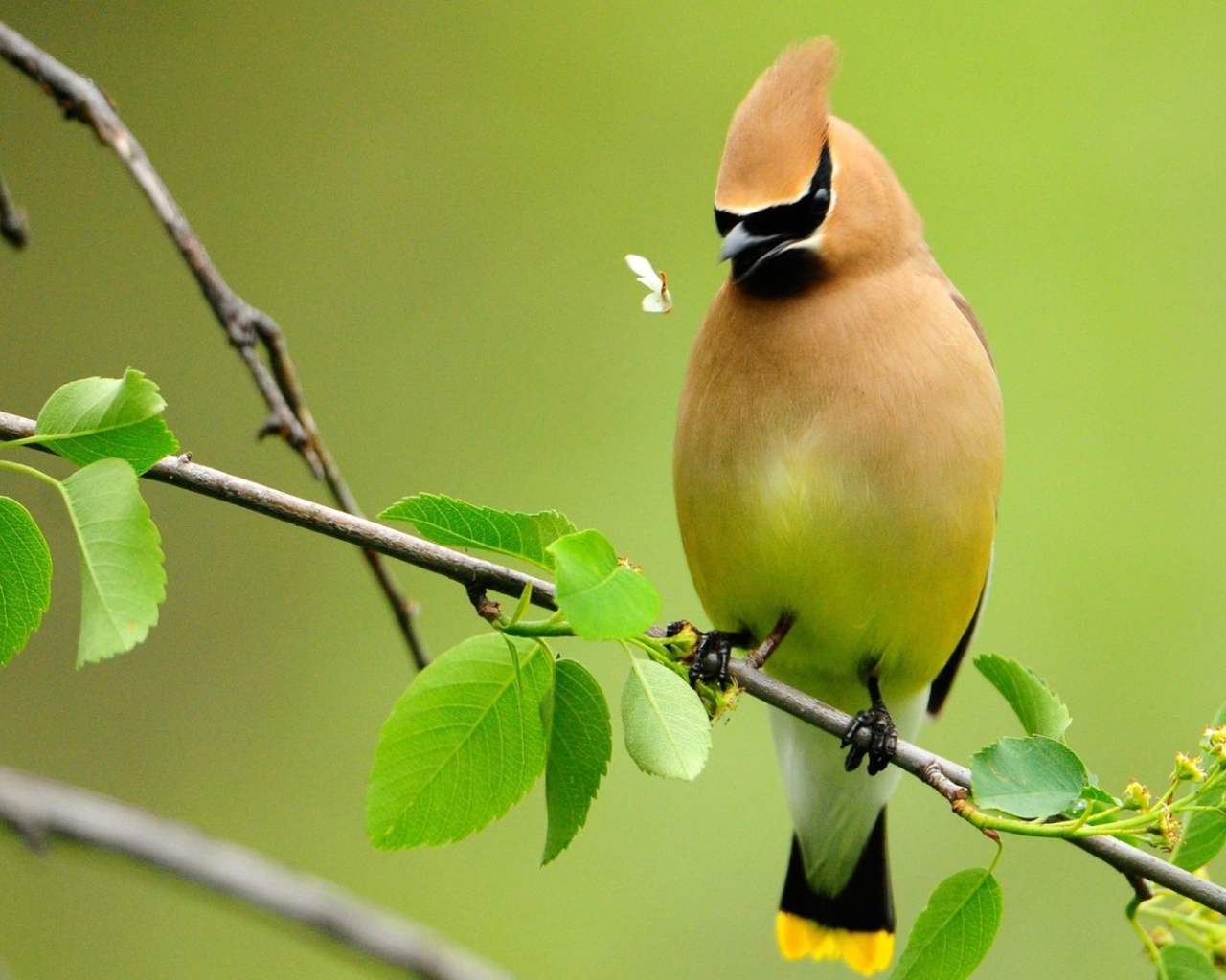 Свиристель на ветке