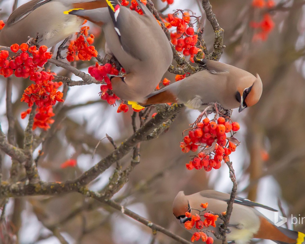 Свиристели лакомятся калиной