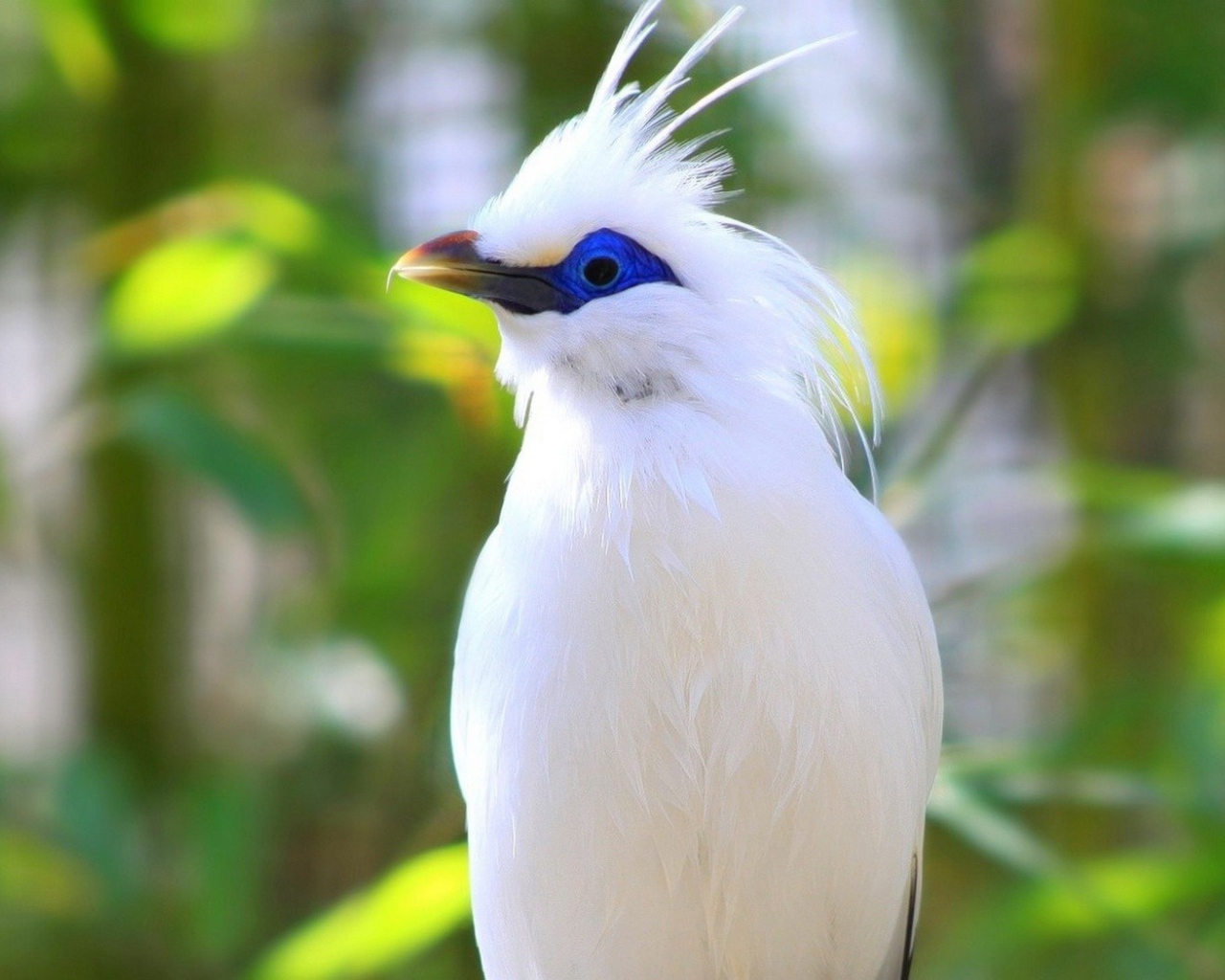 Белая птица на Бали