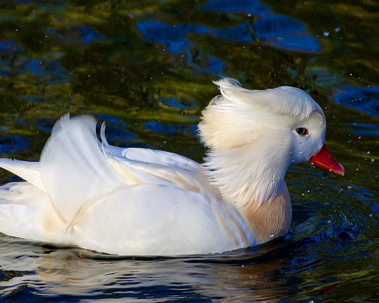 Белая уточка плывет по воде