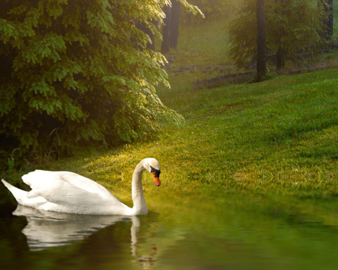 Белый лебедь плывет по спокойной воде