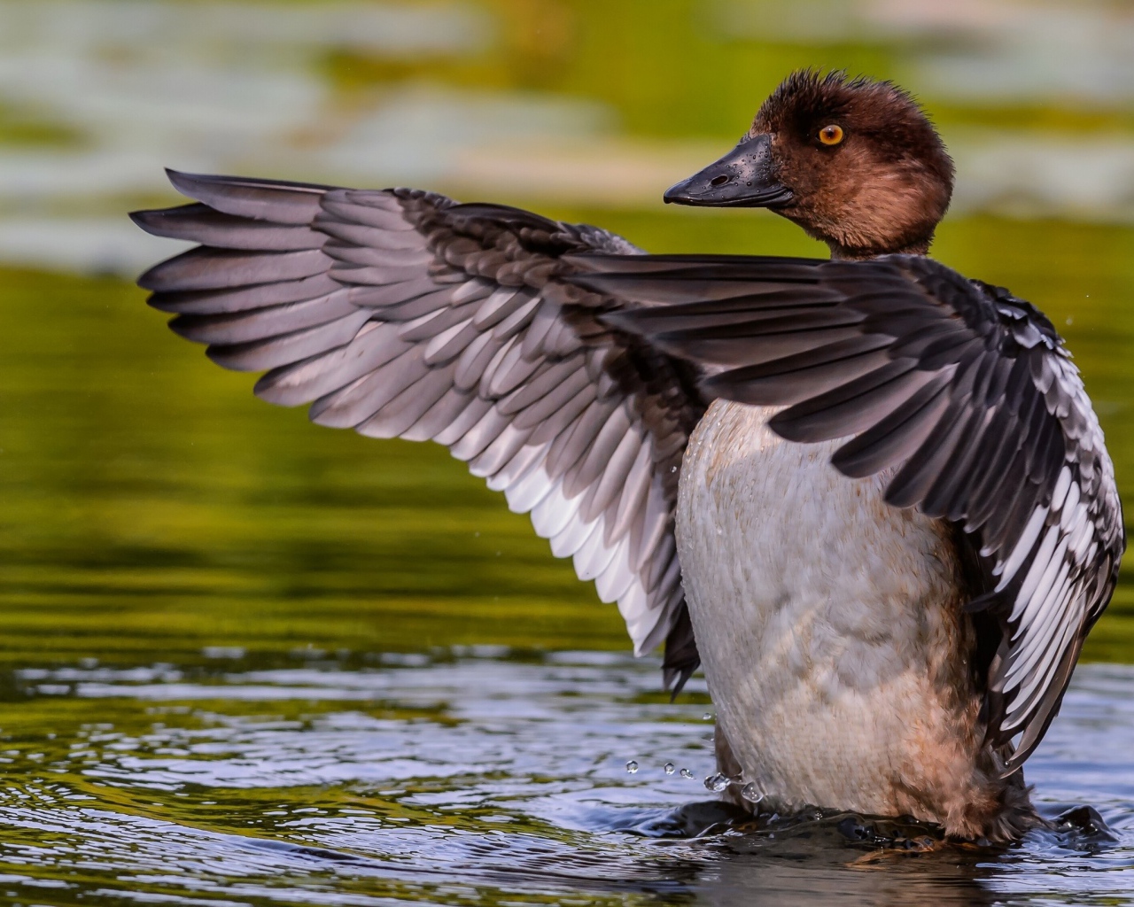 Дикая утка стоит в воде