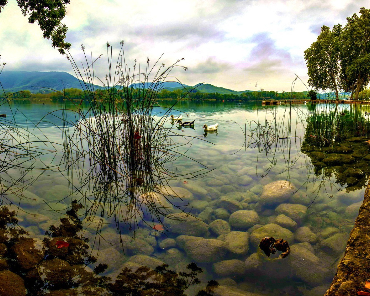 Дикие утки плывут по озеру