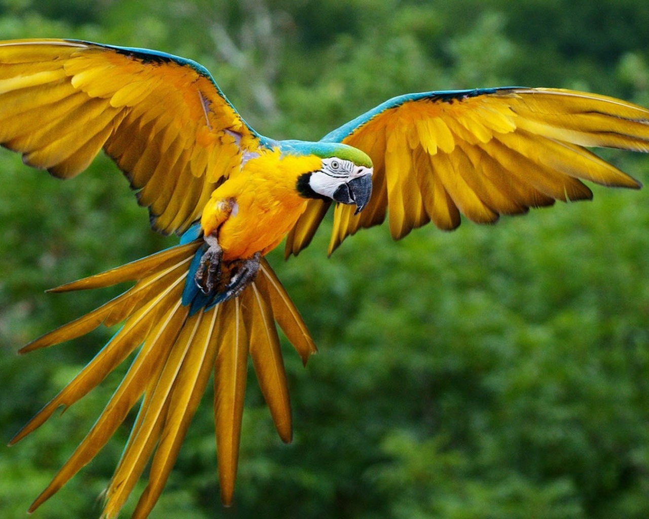 Размах крыльев желтого попугая