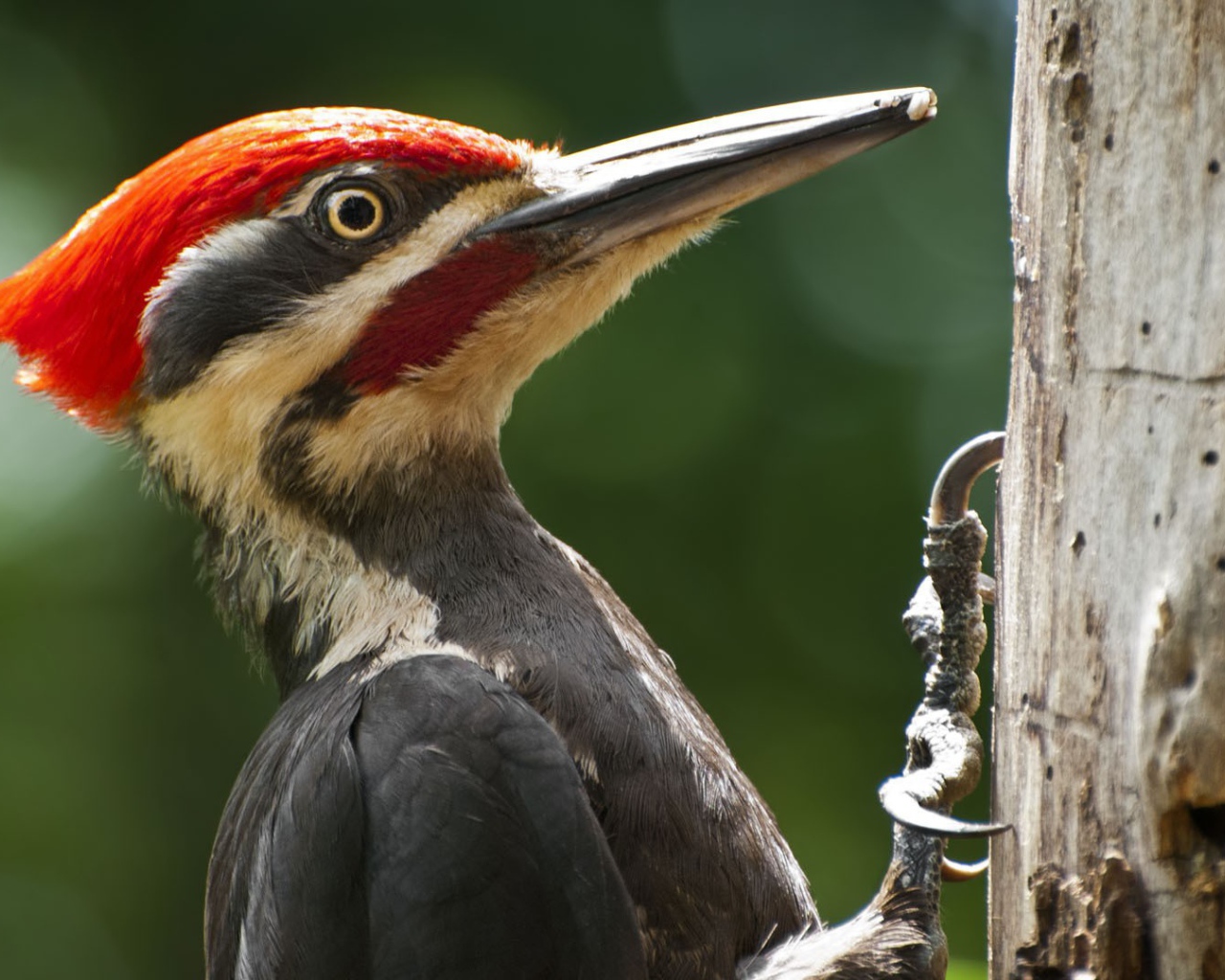 Дятел сидит на стволе дерева