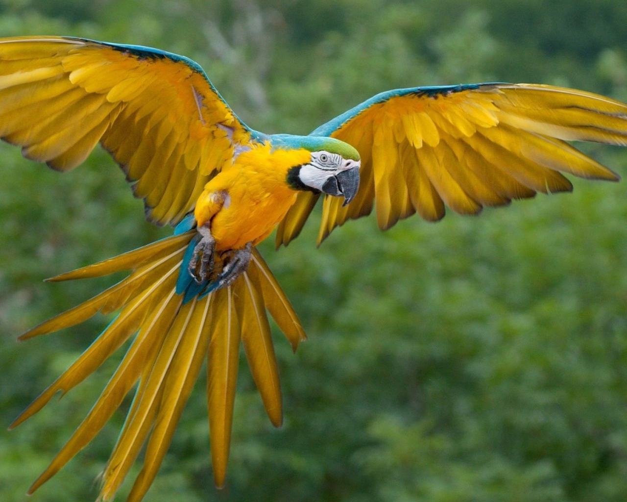 Желтый попугай Ара с синими перьями по краю крыла