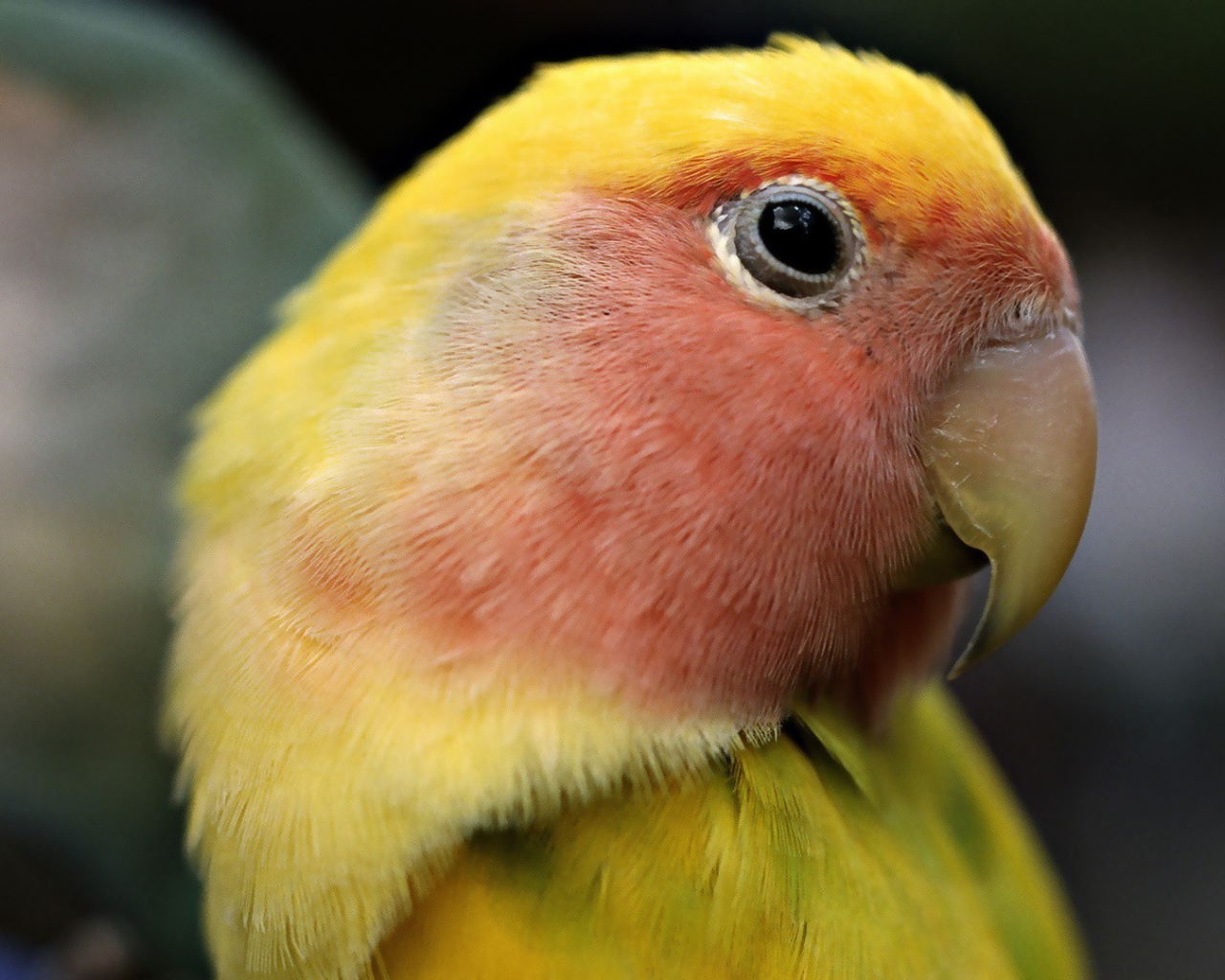 Желтый попугай с красными перьями на голове