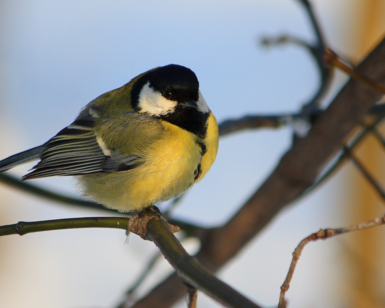 Желтогрудая синица на ветке