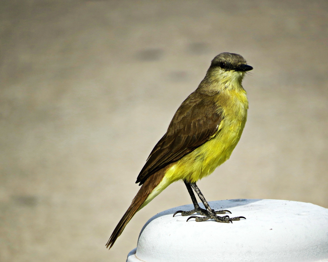 Желтогрудая маленькая птица