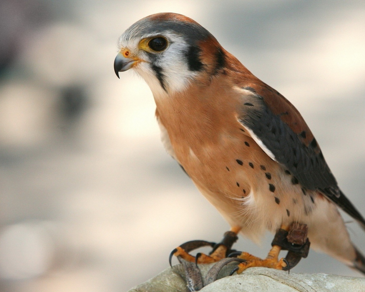 Молодой коричневый ястреб