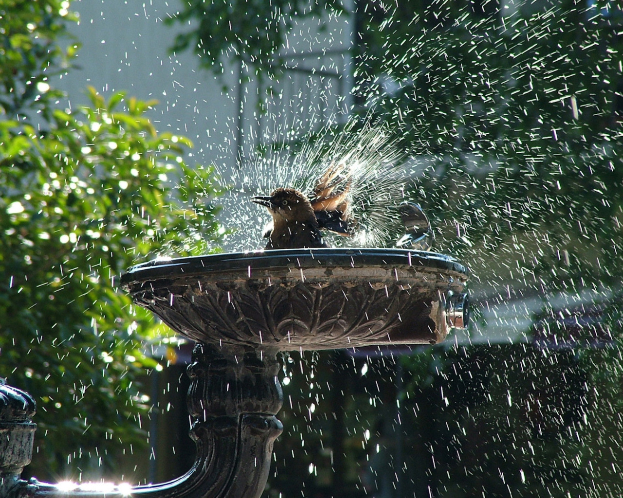 Птица купается