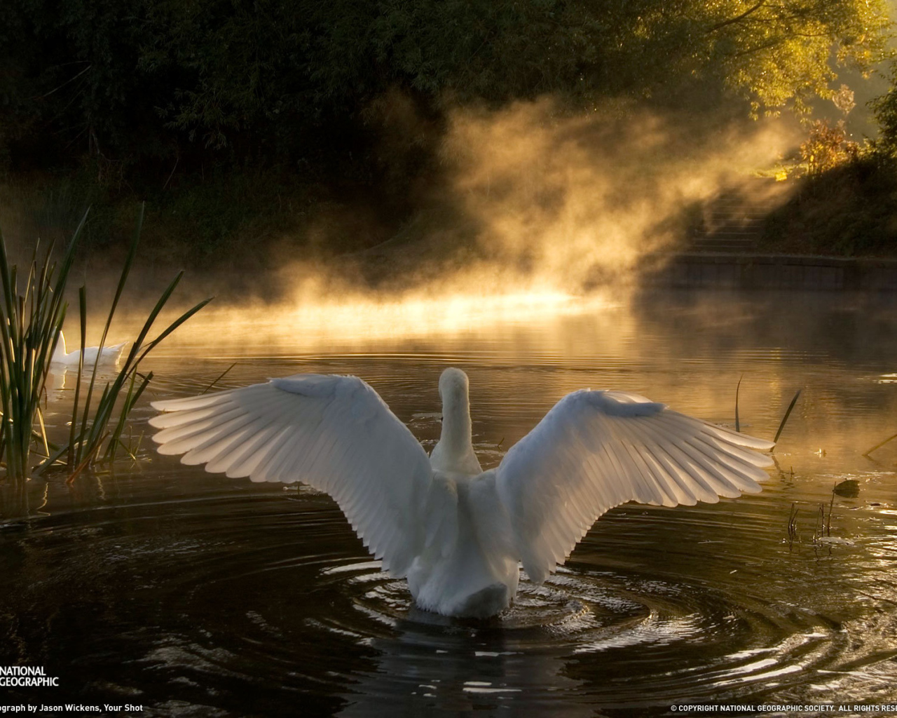 Лебедь на озере