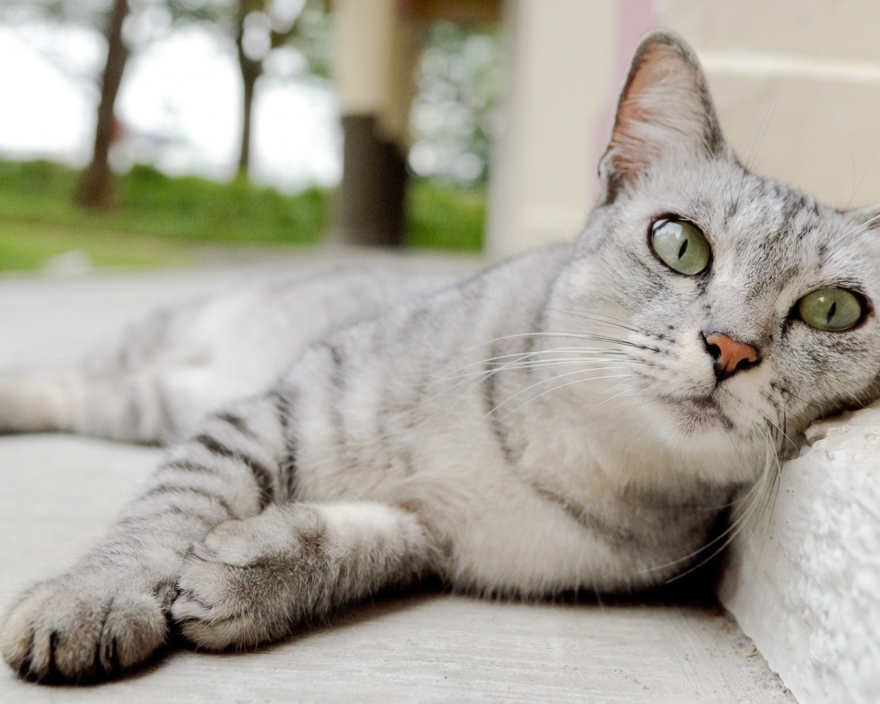 Пепельная кошка с выразительными глазами