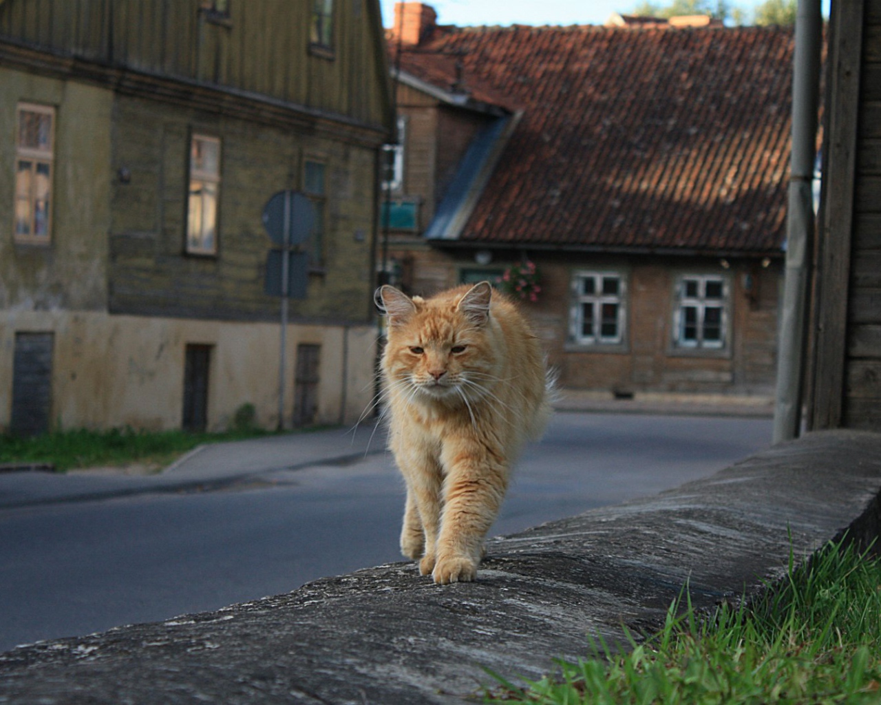 Рыжий, мудрый кот