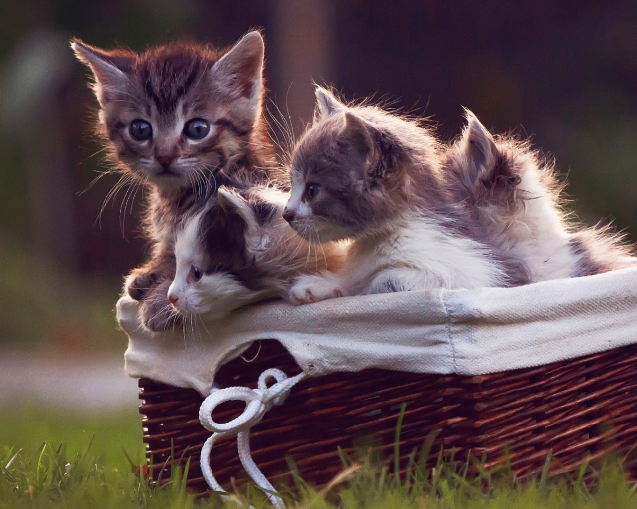 Корзинка с котятами на газоне