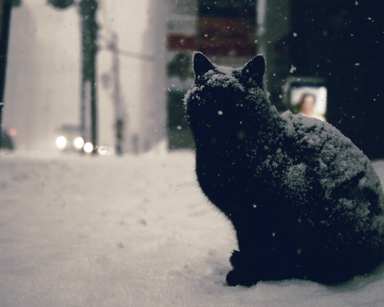 Черный кот в снегу