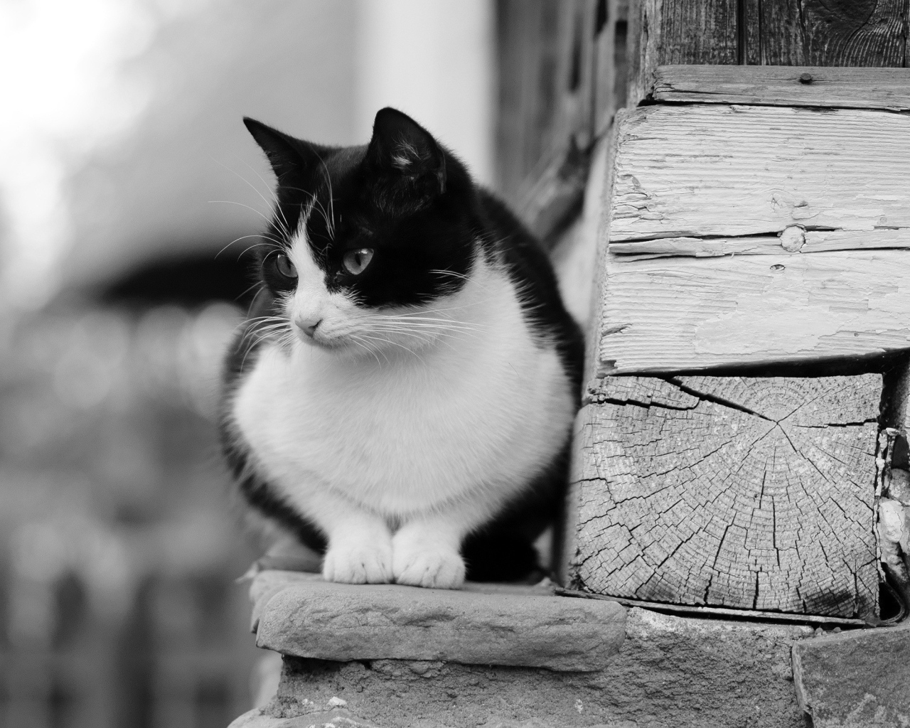 Черно белый кот у деревянной стены