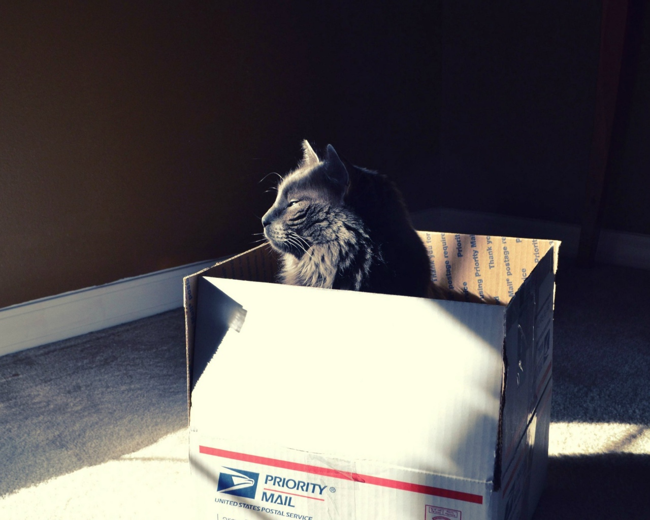 Черный кот в картонной коробке