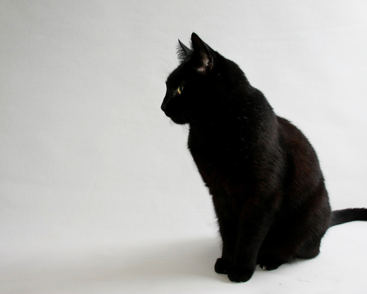 Черный кот на сером фоне
