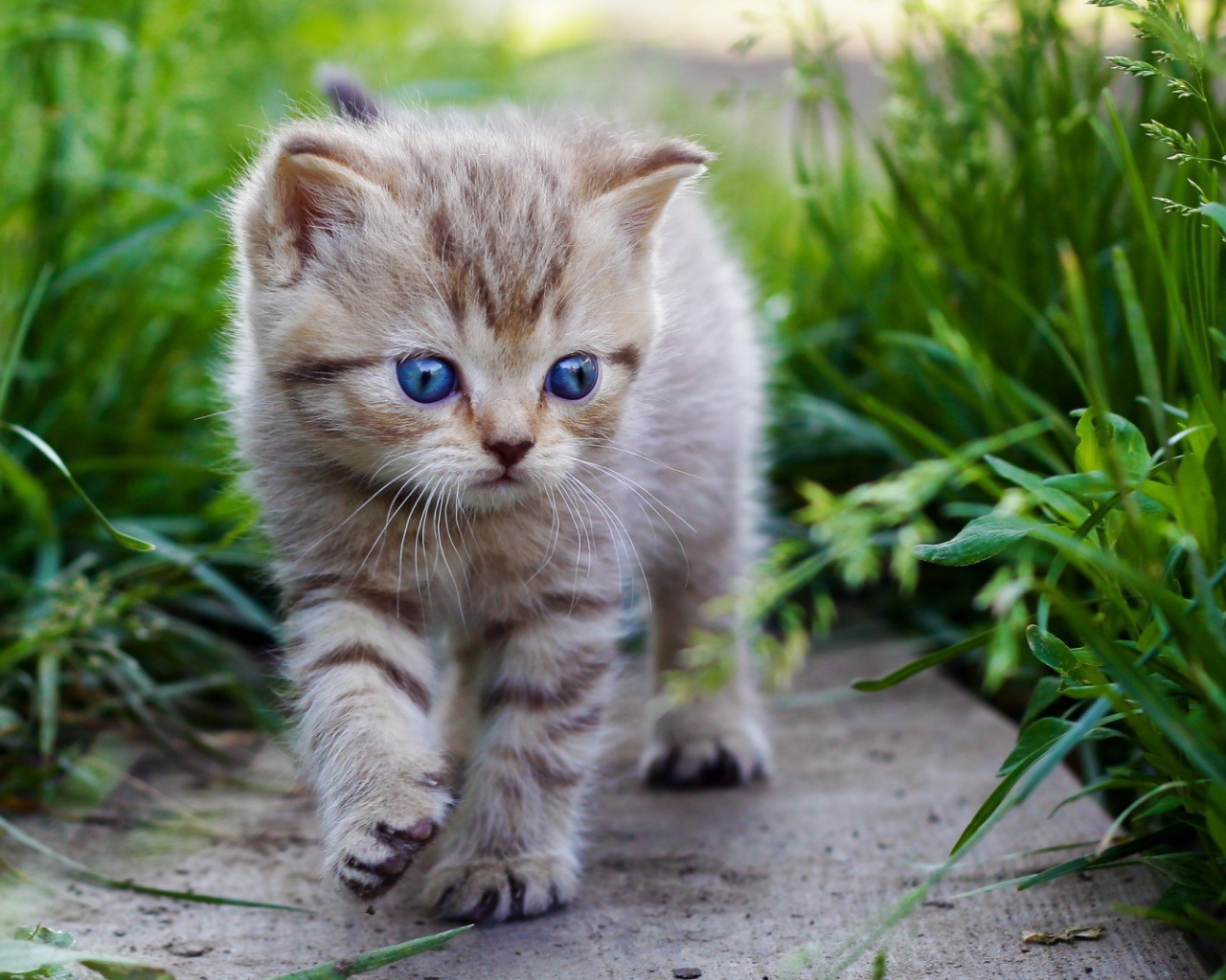 Голубоглазый котенок идет среди травы