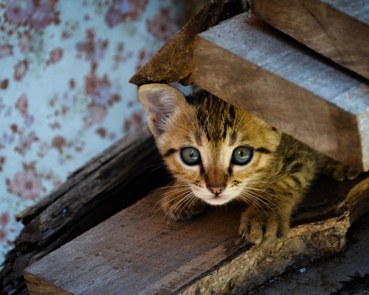 Коричневый котенок под досками